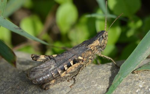 Chorthippus sp.